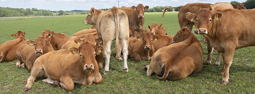 德意志埃菲尔农村地貌中的棕色奶牛公园草地家畜农场风光公路天空荒野野生动物蓝色图片