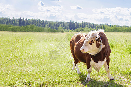一头公牛 一头鼻子上套着环的大公牛 威风凛凛地站在木栅栏旁郁郁葱葱的夏日草地上 一头奶牛正在绿色的草地上吃草 风景 水平的 复制图片