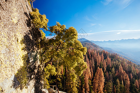 美国加利福尼亚州塞夸亚国家公园荒野旅行风景地标悬崖爬坡木头假期环境日出图片