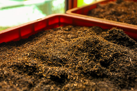 P p 中大宗锡兰茶红皮叶干的详情栽培机器收成产品生物盒子生产草本植物工厂环境图片