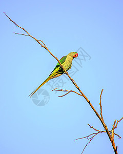 印度环颈鹦鹉坐在干树枝上蓝色天空异国爱情金刚鹦鹉动物群红色情调绿色羽毛背景图片