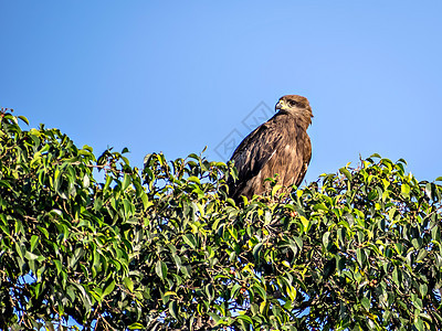 黑色风筝鸟坐在树顶的近距离图像植被野生动物猎物尾巴栖息地账单动物荒野鸟类捕食者图片