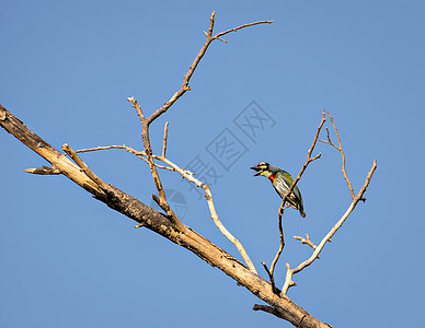 隔绝的画面是坐在干树枝上 大喊大叫的铜匠巴比鸟黑色天空花园绿色蓝色图片