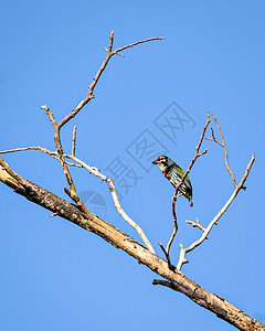 孤立的画面是铜铁匠巴比特鸟 坐在干枯树枝上黑色绿色天空花园铜匠蓝色图片