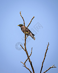 坐在干枯树枝上 有着清晰蓝天背景的密纳鸟图片