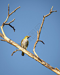 座落在干树枝上的印度雌性金色奥里奥罗尔鸟图片