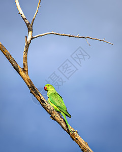印度环颈鹦鹉坐在干树枝上爱情翅膀动物群羽毛红色天空情调蓝色异国动物图片