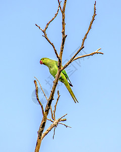 印度环颈鹦鹉坐在干树枝上动物金刚鹦鹉蓝色天空红色羽毛动物群情调翅膀绿色背景图片