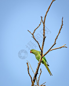 印度环颈鹦鹉坐在干树枝上蓝色红色羽毛动物群金刚鹦鹉情调翅膀绿色爱情动物图片