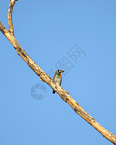 孤立的画面是铜铁匠巴比特鸟 坐在干枯树枝上蓝色绿色花园天空铜匠黑色图片