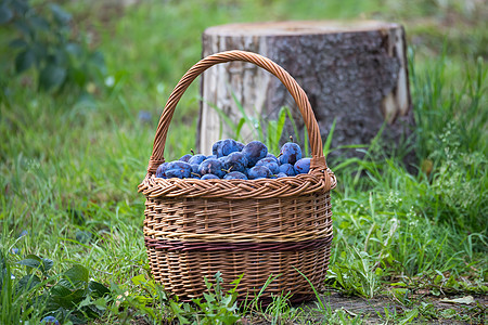 篮子里刚撕破的李子农业蓝色甜点植物果味季节园艺收成柳条水果图片