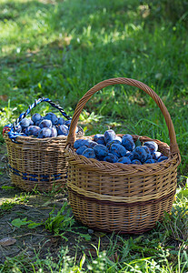 篮子里刚撕破的李子柳条收成农业收获果味季节饮食园艺蓝色背光图片