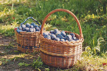 篮子里刚撕破的李子蓝色紫色植物食物饮食收成水果收获背光园艺图片