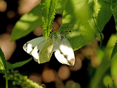 繁殖期间的白菜蝴蝶动物白色活力阳光野生动物昆虫动物群翅膀绿色叶子图片