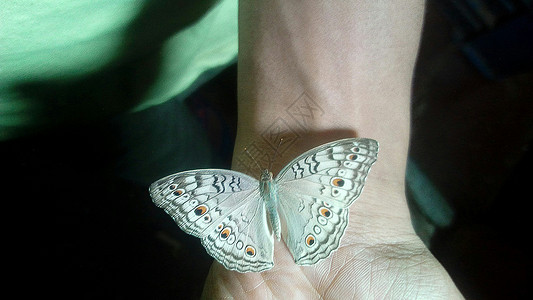手手上的蝴蝶很漂亮昆虫航班宏观花园热带生态科学野生动物翅膀叶子图片