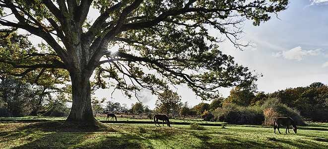 新森林马全景公园背光季节橡木野生动物树干阳光阴影动物图片