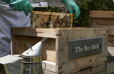 养蜂人从蜂巢里检查一个蜂蜜框架成人帽子昆虫蜜蜂爱好养蜂业食物农业套装职业图片