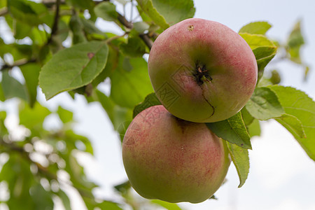 夏天在一棵树上提取粉红苹果 天空和白云的背影 绿叶树 新鲜的夏季水果形象图片