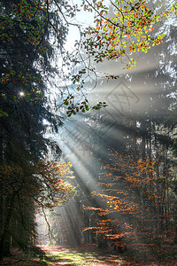 上帝的光束 太阳光束在晨林中云杉针叶树树木太阳光线林地天气微光射线情绪阴霾图片