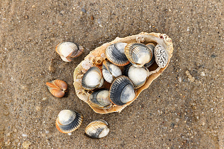 沙滩上常见的 食用盐水蛤肌肉海鲜海洋椭圆形肋骨动物食物贝类盐水盘子图片