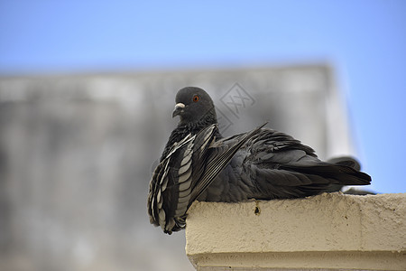 一只鸽子坐在我屋顶的墙壁上城市羽毛野生动物天空黑色翅膀动物旅行灰色图片