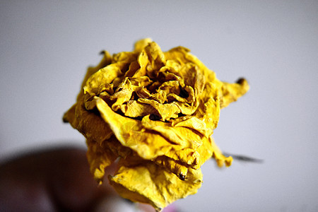 黄玫瑰宏观对象黄色花园植物群水平墙纸摄影生长玫瑰图片