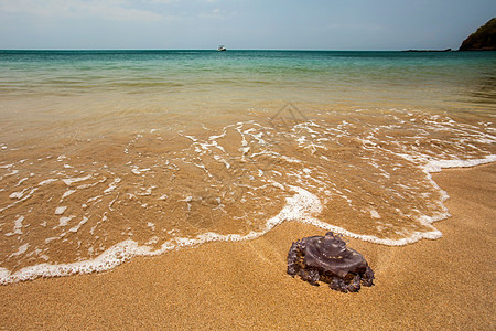 危险的紫色水母在完美的海滩海岸上 有海图片