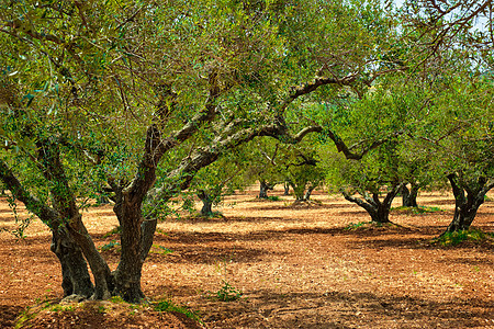 希腊克里特的奥莱亚欧佩亚橄榄树 用于橄榄油生产收成树木农业食物种植园植物旅行花园栽培农场图片