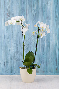 浪漫花朵白兰花异国植物展示温泉礼物植物群植物学热带枝条宏观图片