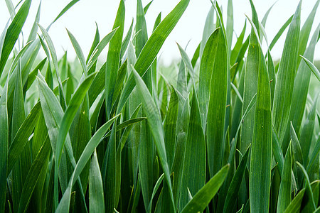 青青绿小麦的美丽田地土地场地植被牧场地平线草地阳光墙纸农业太阳图片