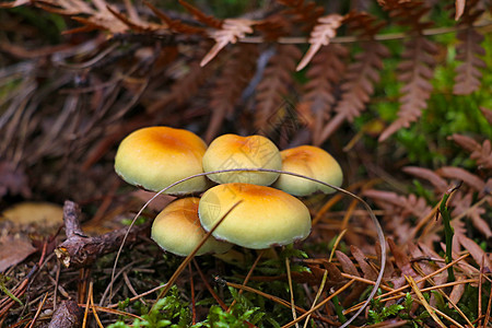 年轻的蘑菇生长在苔和黄色树叶的包围下环境宏观木头阳光橙子叶子菌类树木团体花园图片