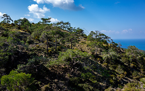 塞浦路斯岛屿的吸引性物森林风景植物群公园天空农村丛林峡谷地标蓝色图片