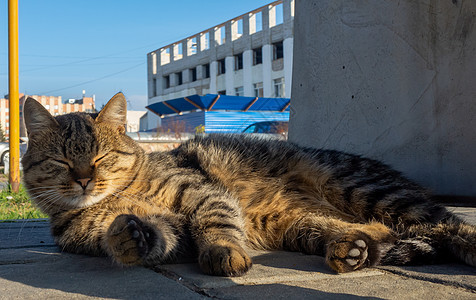 城市动物猫咪宠物爪子眼睛虎斑晴天猫科太阳花园胡须图片