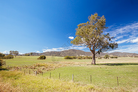 Allans 澳大利亚平板景观协会草地山坡风景牧场旅行植物天空爬坡土地农村图片