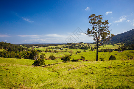 澳大利亚蒂尔巴蒂尔巴景观植物草原国家风景农业环境草地农村土地单峰图片