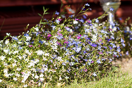花园里的春紫花和蓝花粉色绿色场地蓝色植物黄色花瓣草地白色植物群图片