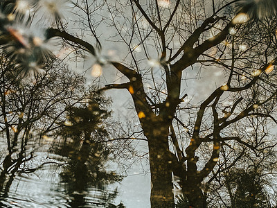 一棵枯树 在降雨日反映在水中图片