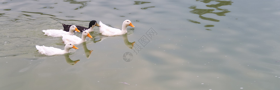 4只白鸭和一只黑鸭在湖里游泳丑小鸭鸭塘小鸭子家庭淡水荒野公园母亲翅膀水鸟图片