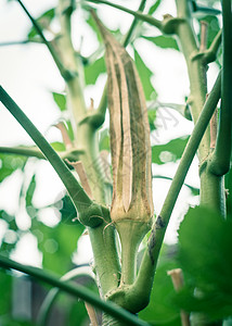向上看一个有机的橡木屋舱 在植物上成熟干燥 为了在美国得克萨斯州达拉斯附近的后院花园保存种子场地手工园丁园艺植物学美食蔬菜豆荚农图片