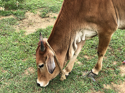 在农田里喂食绿草的牛牛群牧场场地家畜动物草地婴儿小牛农业荒野小马图片
