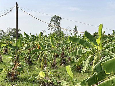 在Chennai农村农场种植的香蕉种植园 种植于农耕田中农业树木季节绿色植物村庄玉米热带花园场地植物群图片