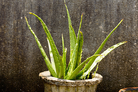 室内植物块茎 室内植物芦荟植物与绿叶在阳光直射下反对又脏又臭的孤立背景 设计元素 文本的复制空间空间草药绿色草本植物生长医学生活图片