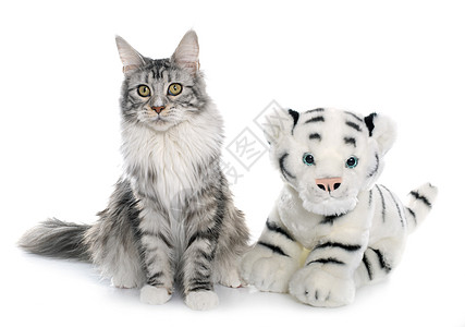 猫和老虎玩具浣熊猫科灰色动物工作室小猫宠物图片
