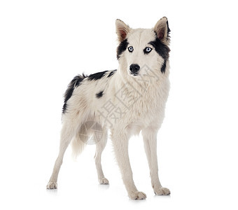 雅库天莱卡演播室眼睛小狗动物双色宠物工作室白色蓝色黑色背景图片