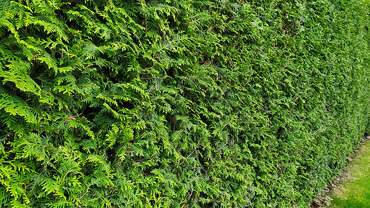 绿墙背景 来自乐园的洞穴环境宏观叶子生态公园边界墙纸衬套灌木植物图片