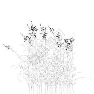 在白色背景上隔离的孔图详细草 矢量插图线条植物森林花园婚礼艺术生态草本植物季节亚麻图片