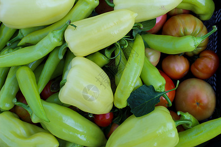 新鲜采摘的蔬菜放在塑料箱里 不同类型的辣椒 西红柿等 花园里种植的有机蔬菜胡椒农业园艺栽培厨房生长桌子收成食物茄子图片