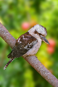 Kokaburras 陆生树头鱼荒野主题动物账单异国动物群观鸟翠鸟鸟类羽毛背景图片