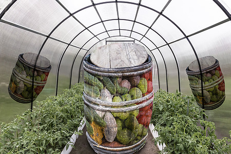 抽象的图像 对未来收成有出乎意料的概念温室幼苗塑料园艺阳光生长食物土壤胡椒植物图片