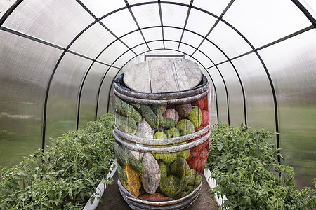 抽象的图像 对未来收成有出乎意料的概念园艺幼苗生长蔬菜团体胡椒农业塑料农场花园图片